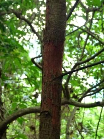 tree id pls~ (白桂木?
