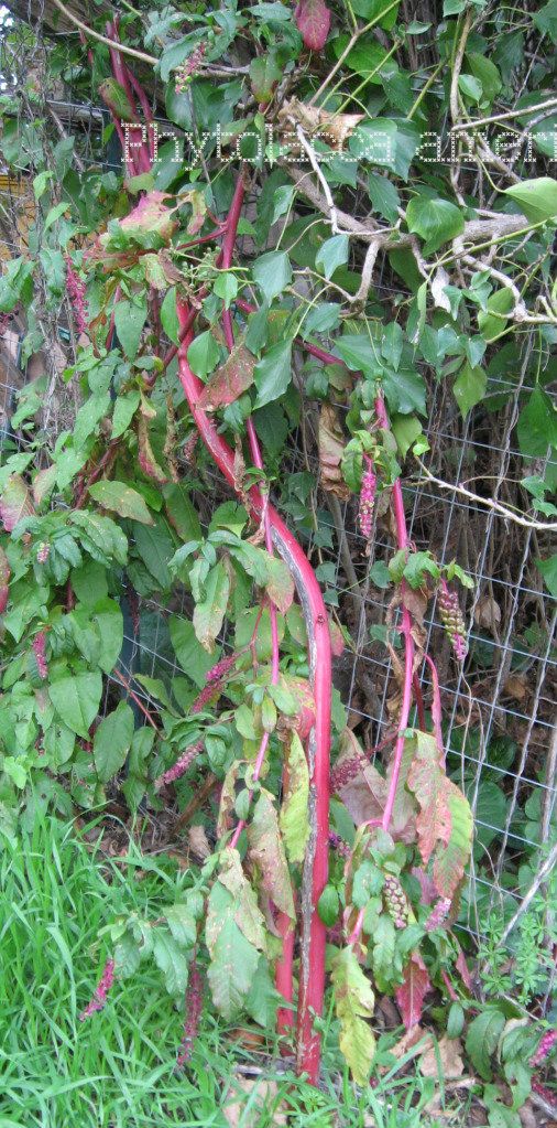 does phytolacca berry really help