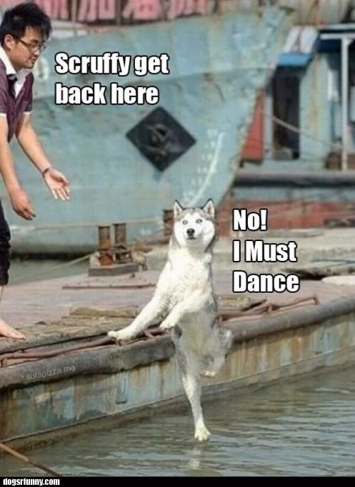 No_I_must_dance_funny_dog_picture.jpg
