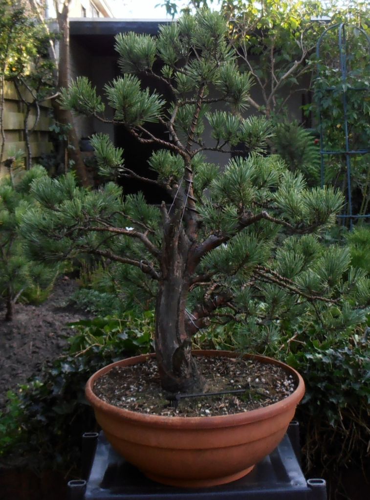 30+ Bonsai Ficus Snoeien PNG Hobby plan