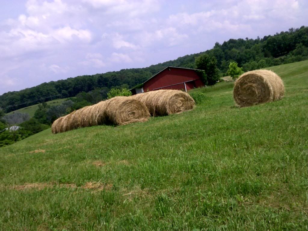 Beef farming 101... - Cattle