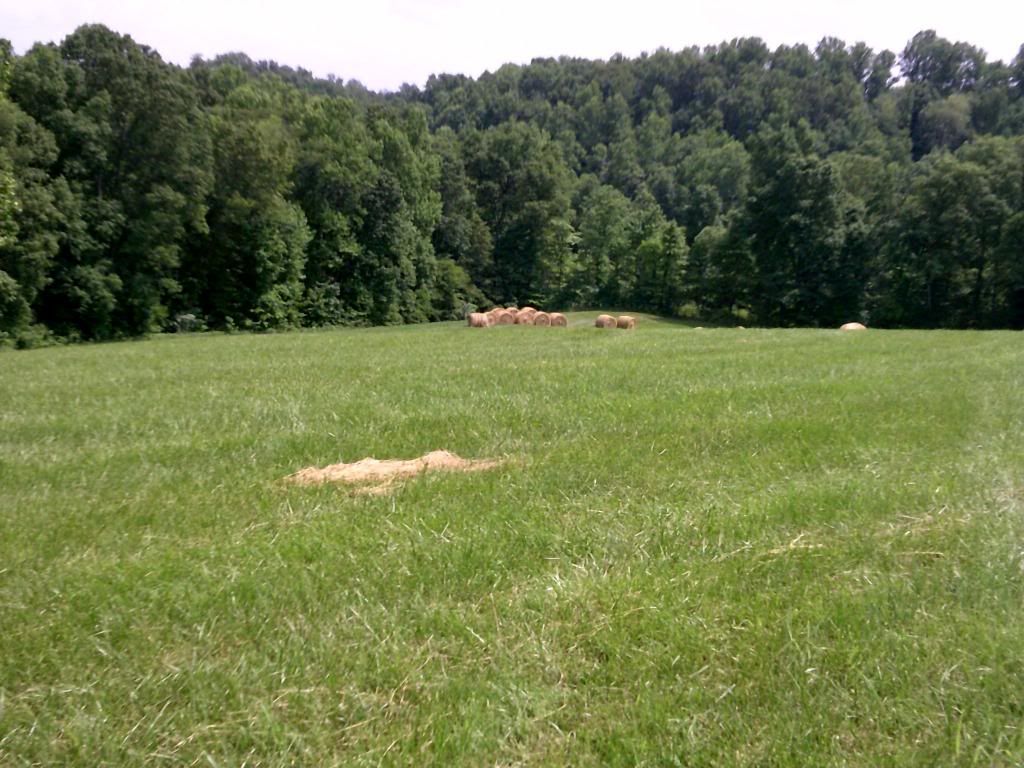 Beef farming 101... - Cattle