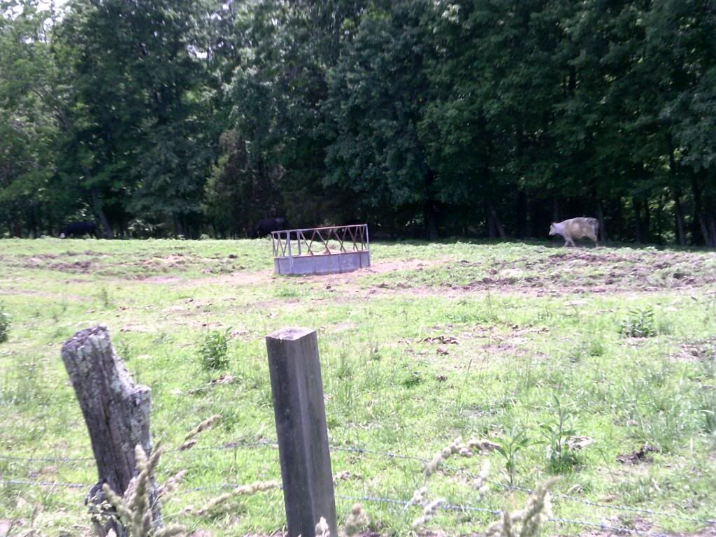 Beef farming 101... - Cattle