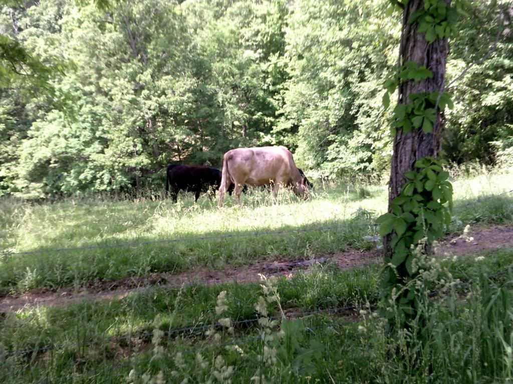 Beef farming 101... - Cattle