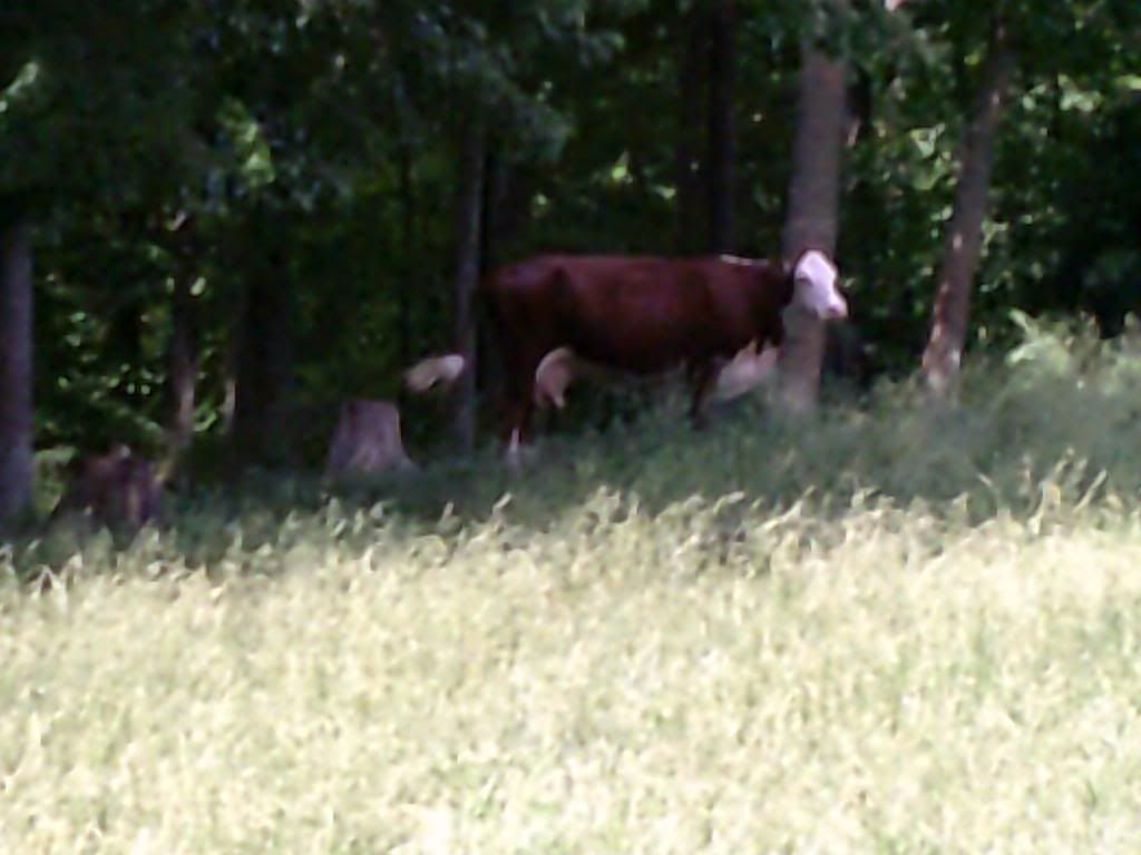 Beef farming 101... - Cattle