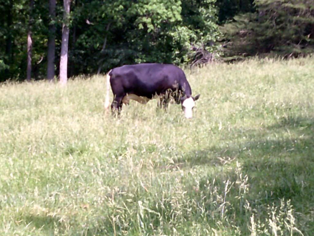 Beef farming 101... - Cattle