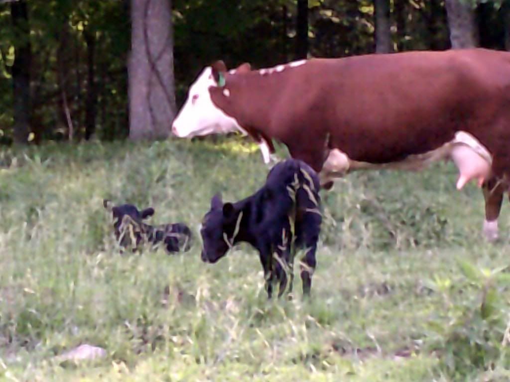Beef farming 101... - Cattle