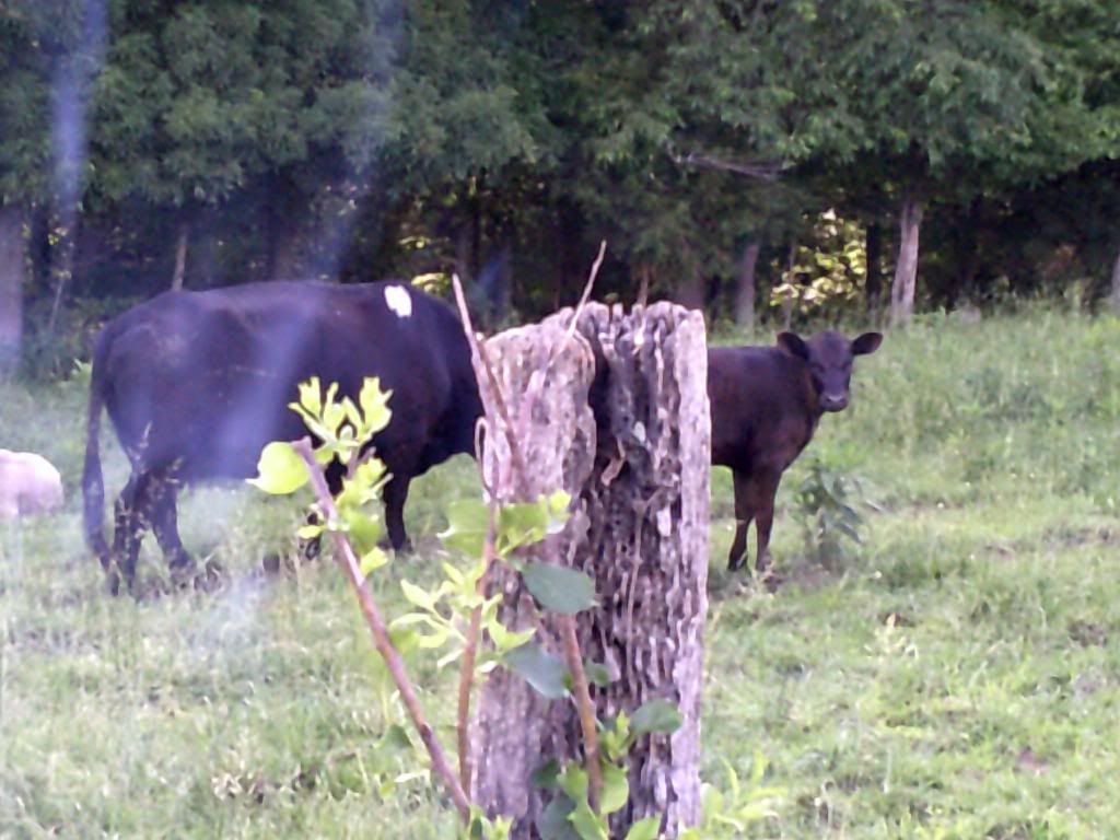 Beef farming 101... - Cattle