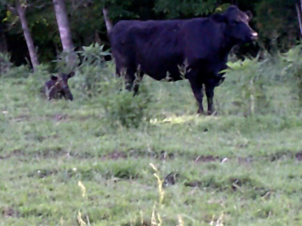 Beef farming 101... - Cattle