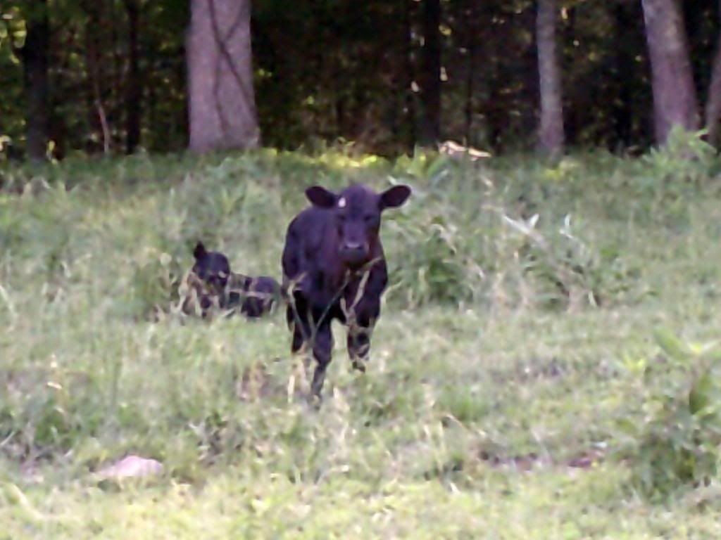Beef farming 101... - Cattle