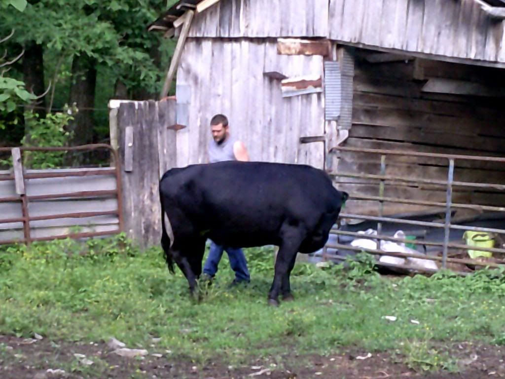 Beef farming 101... - Cattle