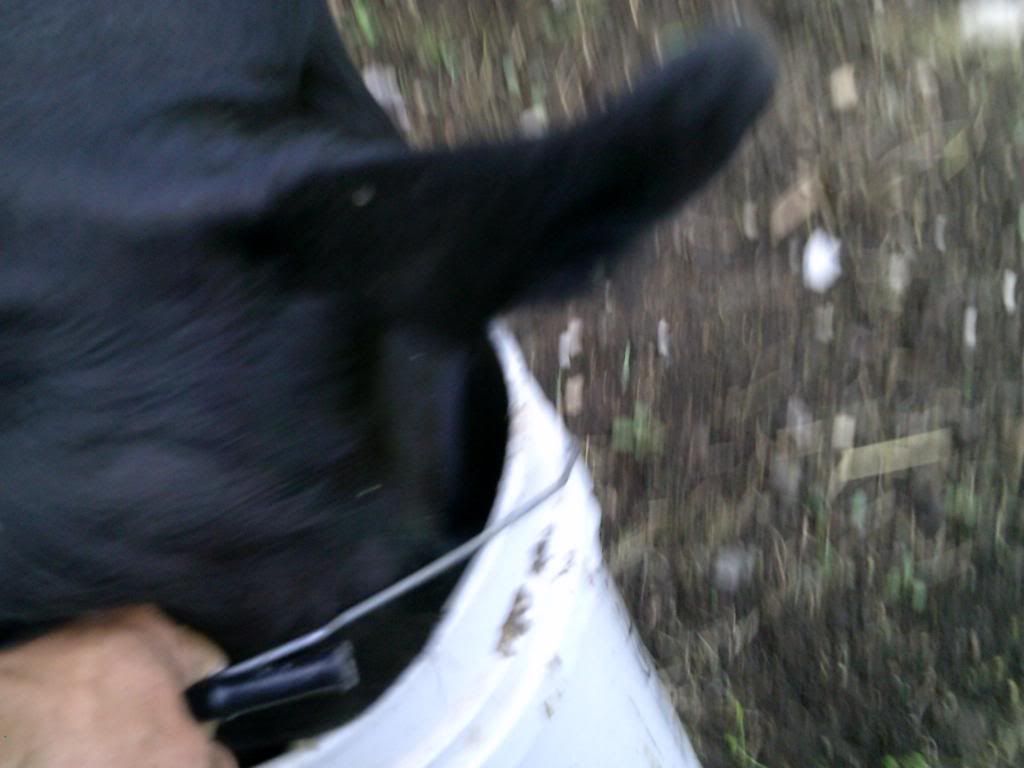 Beef farming 101... - Cattle