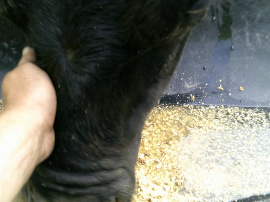 Beef farming 101... - Cattle