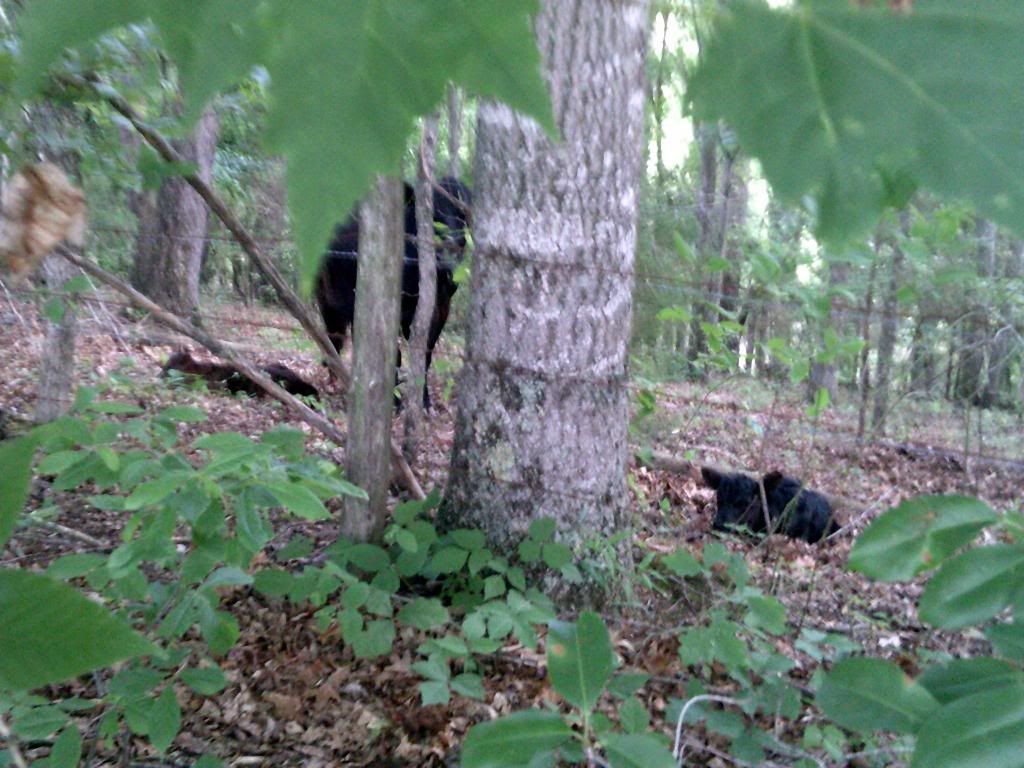 Beef farming 101... - Cattle