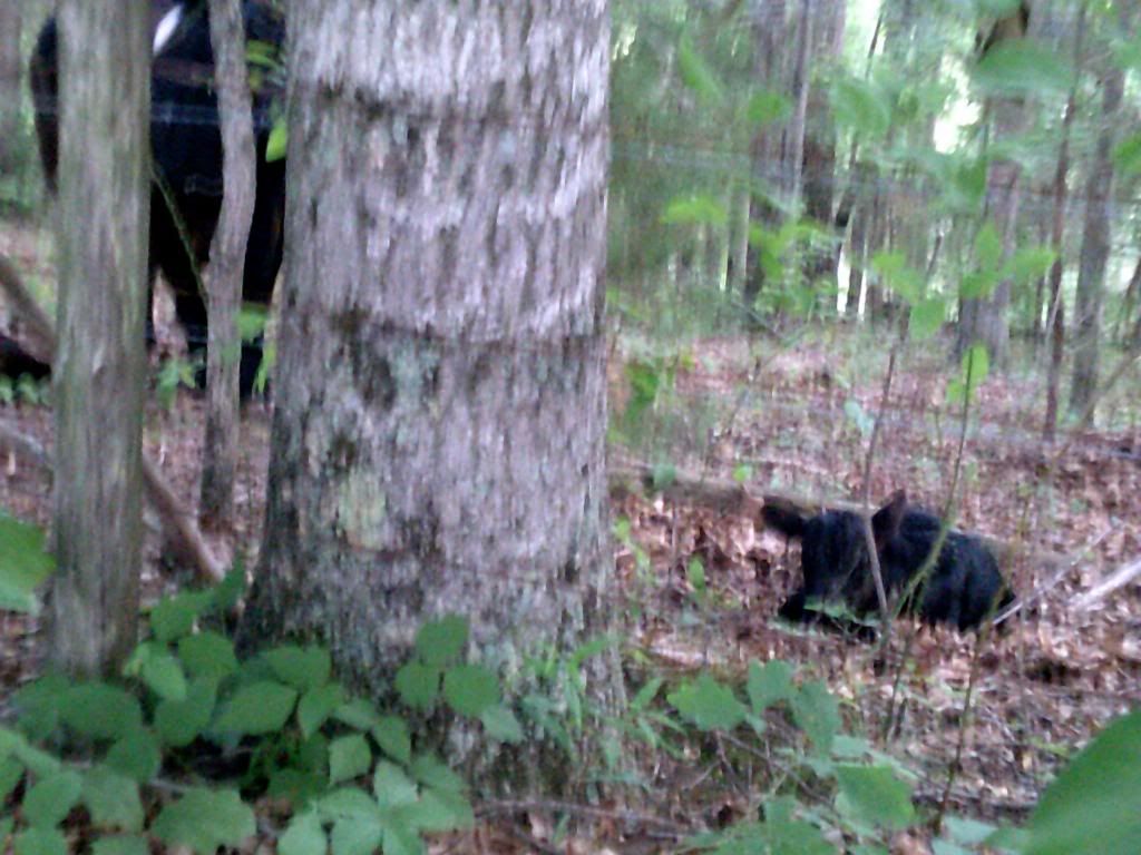 Something different.. twins.. - Cattle