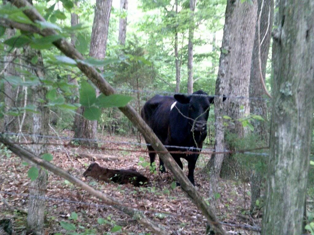 Something different.. twins.. - Cattle