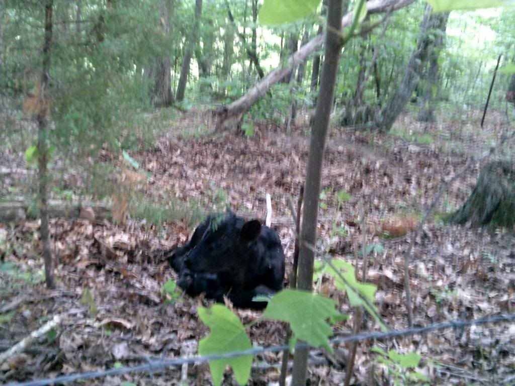 Beef farming 101... - Cattle