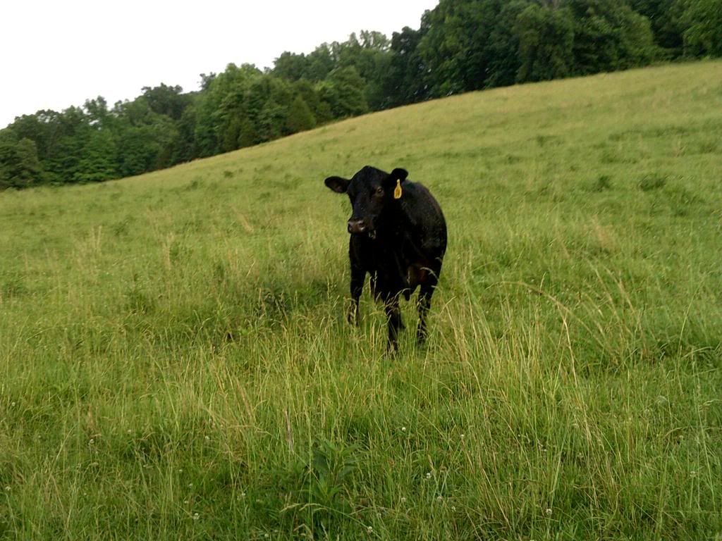 Beef farming 101... - Cattle