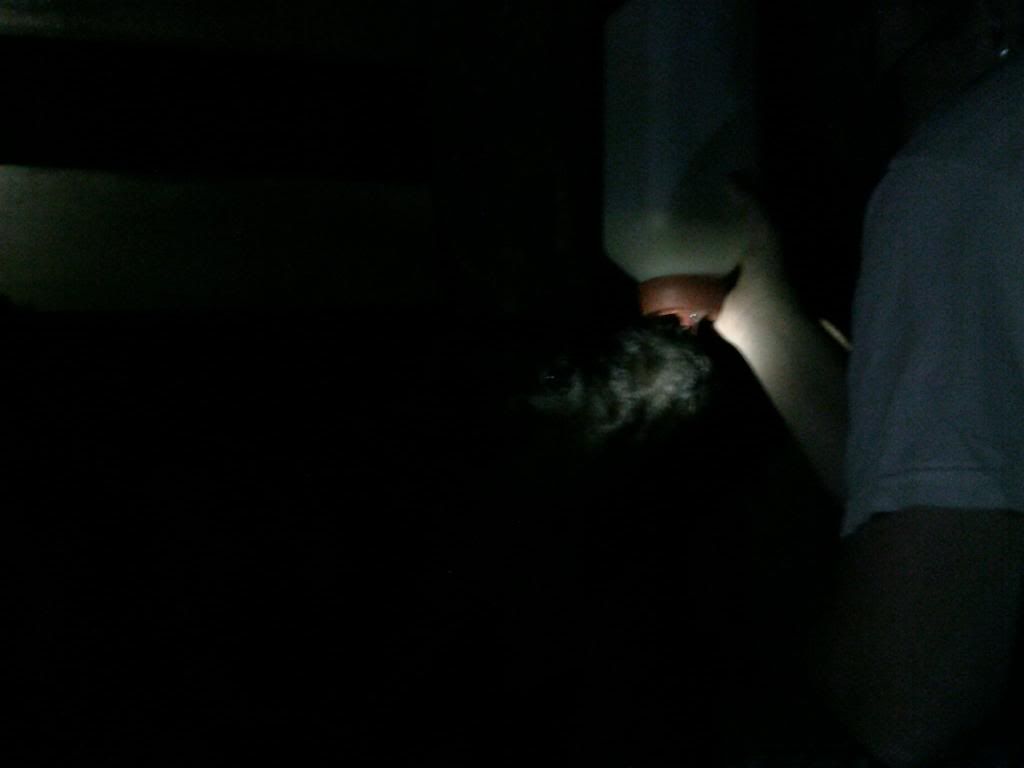 Beef farming 101... - Cattle