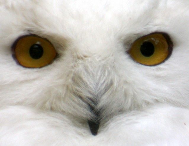 Snowy-Owl_zpsd35e00ae.jpg
