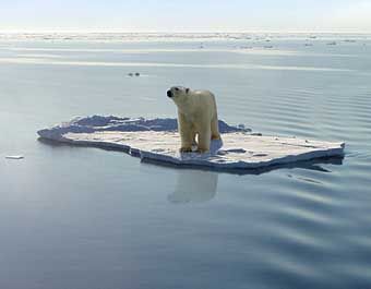polar_bear_zpsb1a447bb.jpg