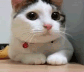catno.gif