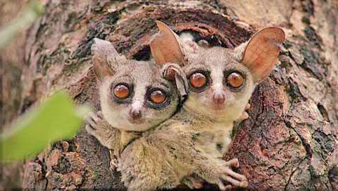 bush-babies-knp1_zps8ae77b8d.jpg