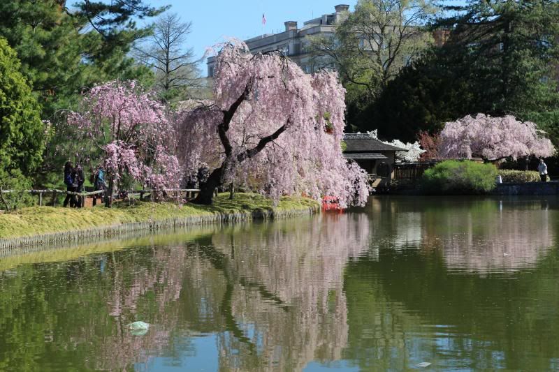 Japanese Garden Cherry Blossom Paintings cherry blossoms at the brooklyn botanic gardens | any port in a storm Japanese Garden Cherry Blossom Paintings cherry blossoms at the brooklyn botanic gardens | any port in a storm