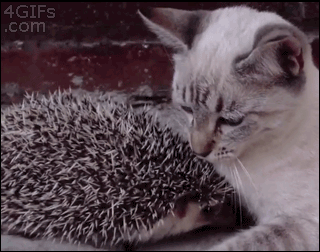 hug gif photo: porcupine cat hug animated gif Cat-cuddles-hedgehog.gif