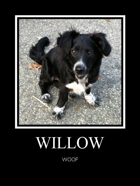 Willow211-20-11-1.jpg