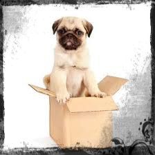 pugmoving1