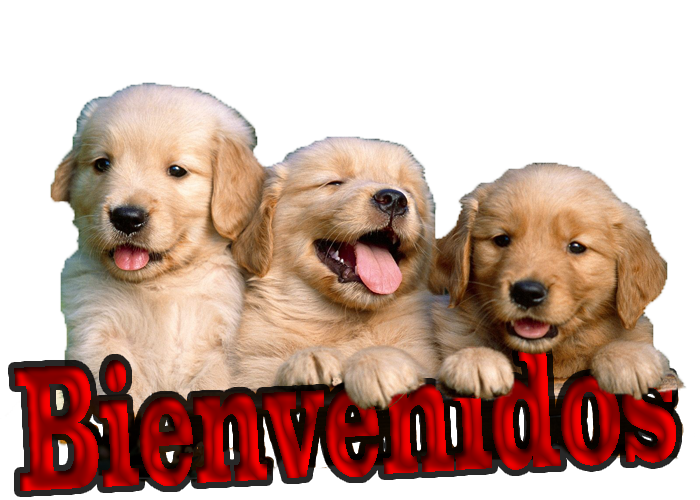 Muchos Búhos.