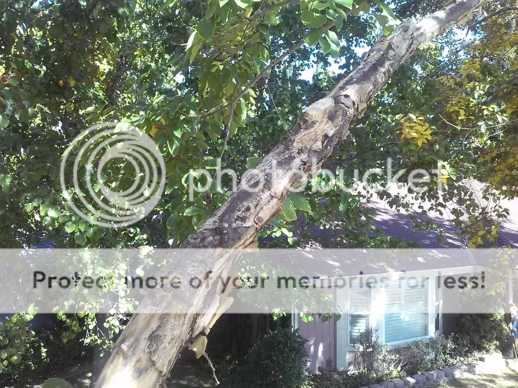 Chinese Hackberry problems