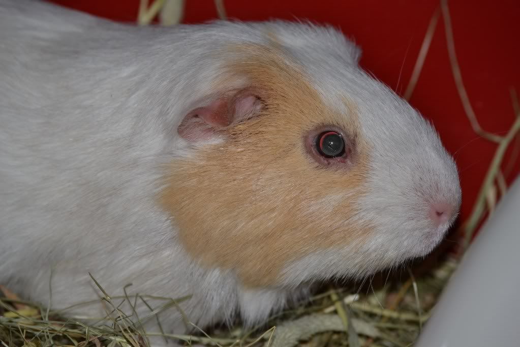 guinea002.jpg