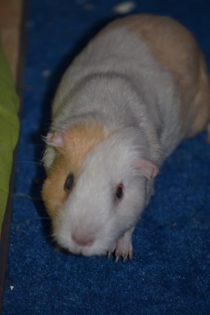 guinea021.jpg