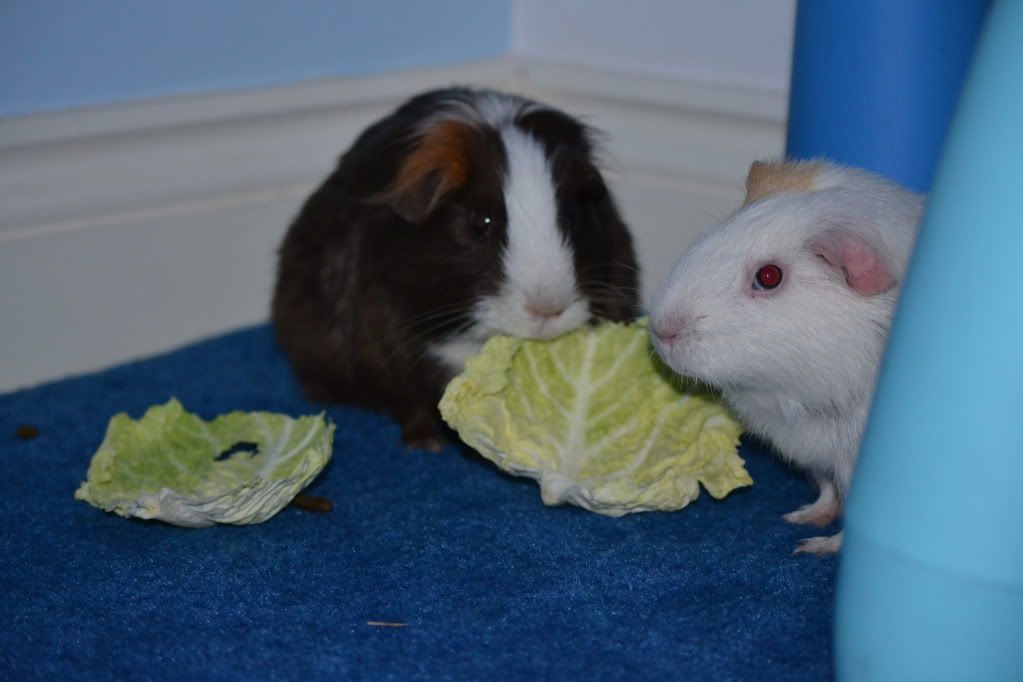 guinea024.jpg