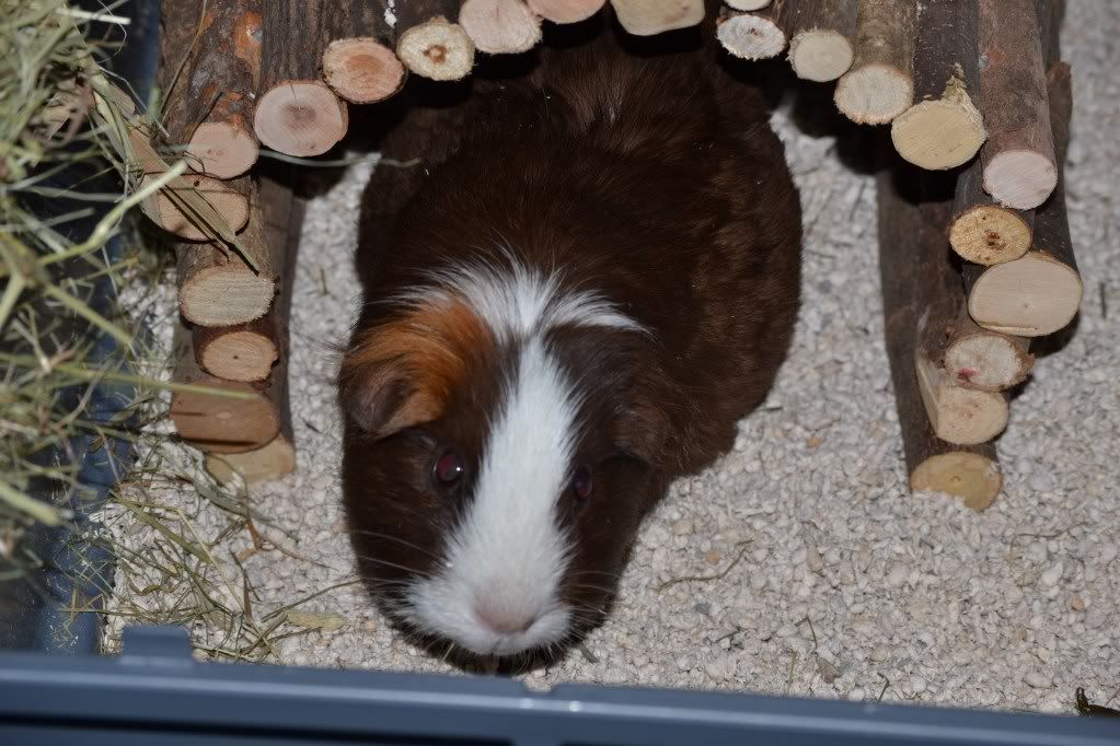 guinea036.jpg