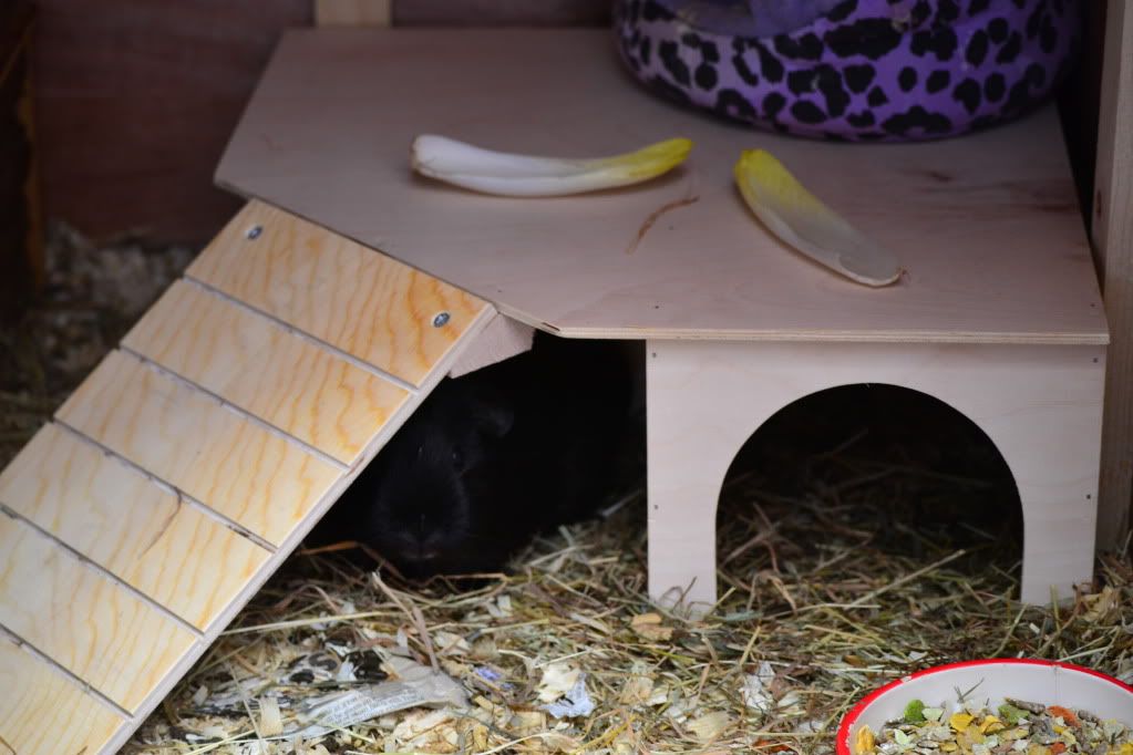 pighouse148.jpg