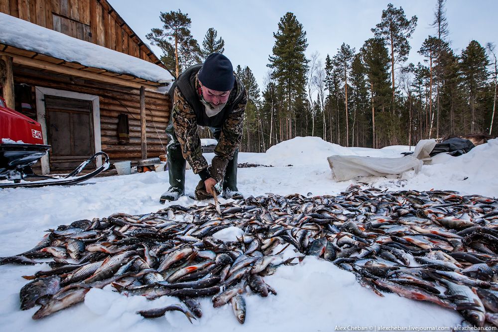 Рыбалка на крайнем севере. Рыбалка на севере. Рыболовство в Сибири. Рыболовство в тайге. Промысел в тайге.