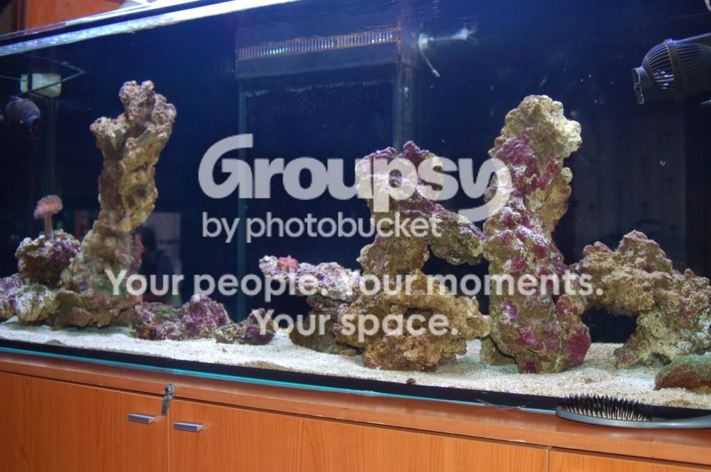 [TodoMarino.com] presentacion maci's reef