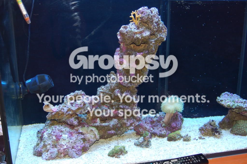 [TodoMarino.com] presentacion maci's reef