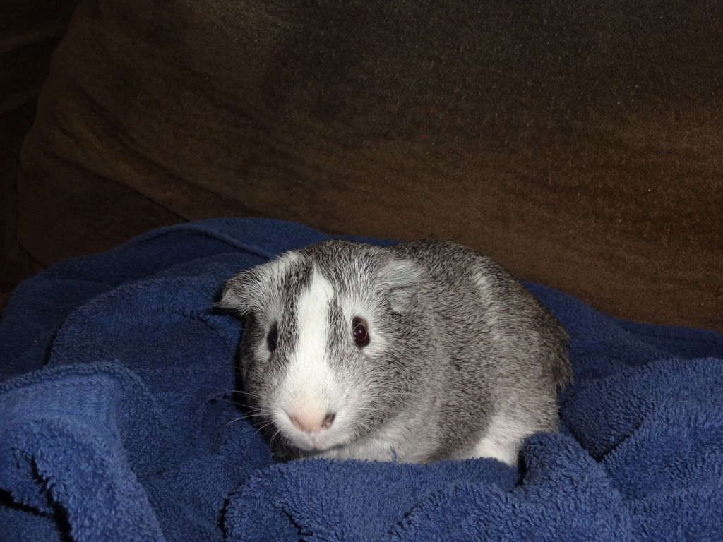pigs004.jpg