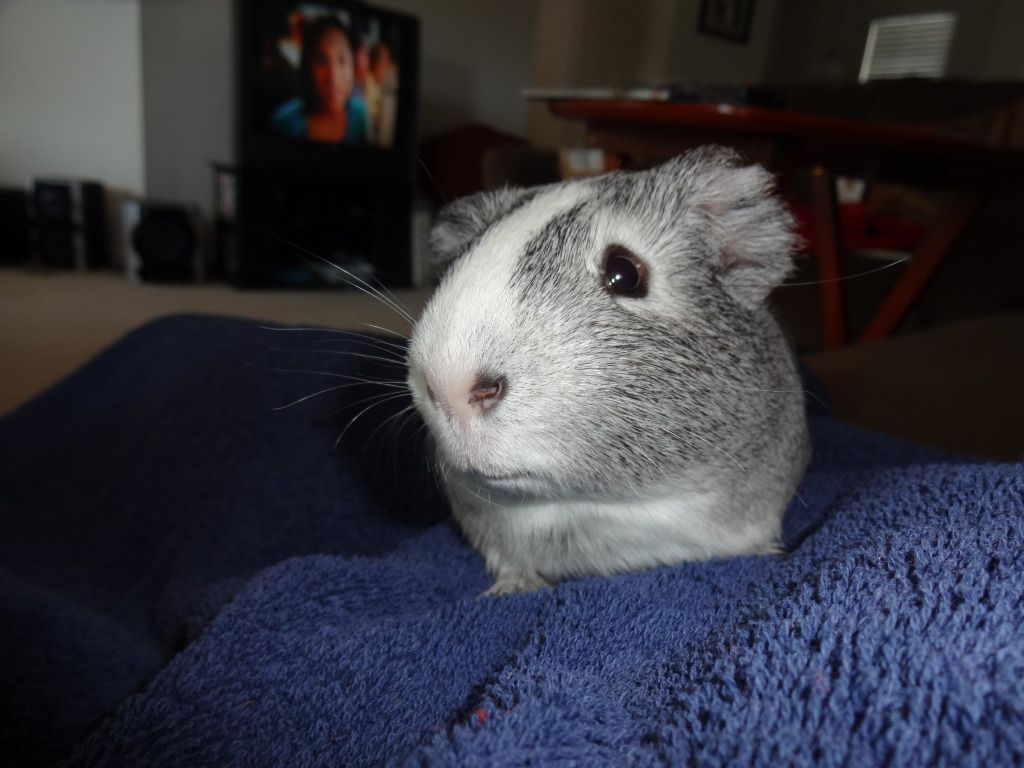 pigs008.jpg